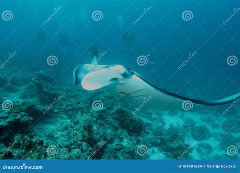Manta Ray Underwater Diving Photo Maldives Indian Ocean Stock Photo