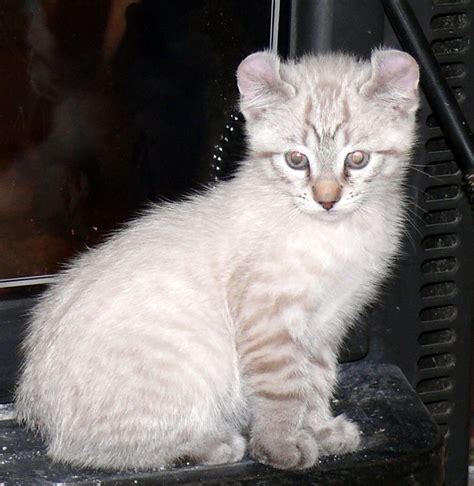 Snow Highland Lynx Kitteni Need A Kitty Like This In My Lifelooks