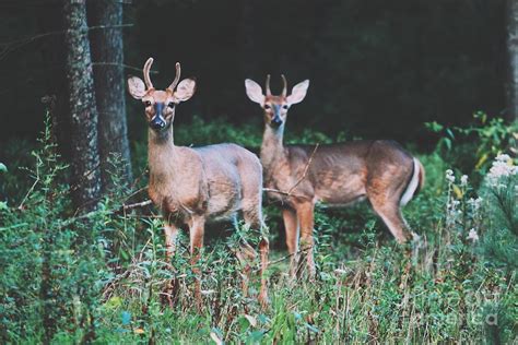 Deer Wildlife Appalachian Mountains Photograph By John Knipp Pixels