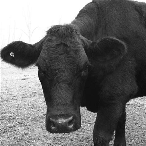 A Black Cow Standing On Top Of A Dry Grass Field