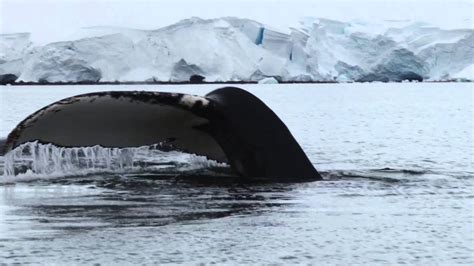 Up Close With Humpback Whales In Antarctica Youtube