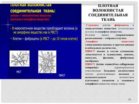 Соединительная ткань диета Соединительная ткань - презентация онлайн Соединительная ткань - презентация онлайн Соединительная ткань диета