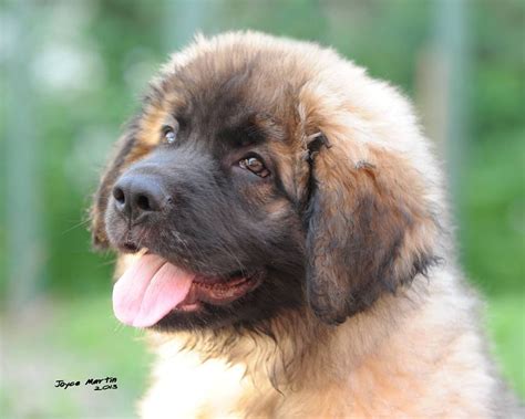 Leonberger Puppies Morpeth Northumberland Pets4homes