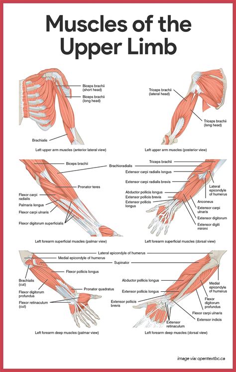 Muscular System Anatomy And Physiology Nurseslabs