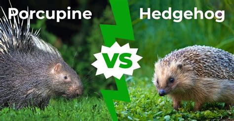 Porcupine Vs Hedgehog 8 Main Differences Explored A Z Animals