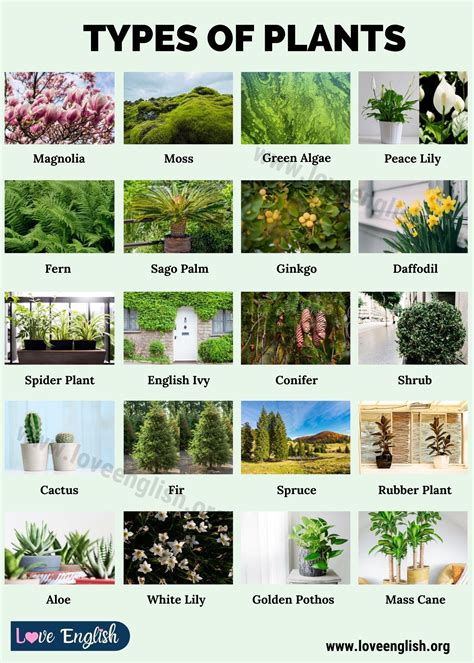 Types Ofs Plant Dilamot