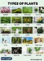 Types Of Plants: 20 Different Types Of Plants In English - Love English