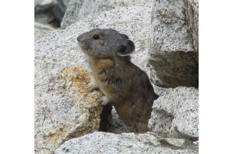 American Pika Disappears From Large Area Of Californias Sierra Nevada