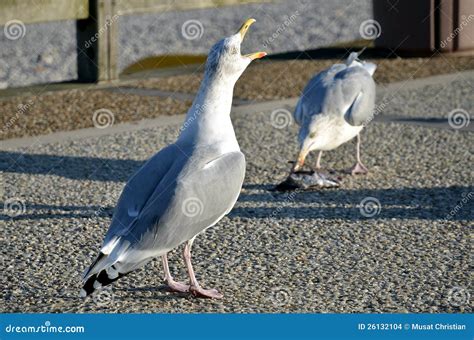 Herring Gull The Beak Open Stock Photo Image Of Seagull 26132104