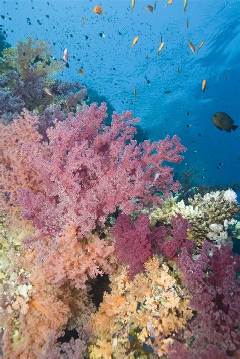 Vibrant Pink Soft Coral On A Tropical Coral Reef Stock Image Image