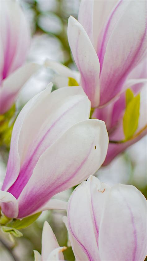 Shop target for home decor you will love at great low prices. Magnolia 4K 5K HD Wallpapers | HD Wallpapers | ID #32225