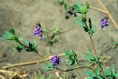 Weed With Purple Flower Free Stock Photo Public Domain Pictures