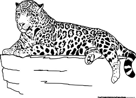 Coloriage Jaguar Aime Grimper Dans Les Arbres