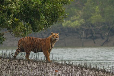 Alluring Tiger Sanctuaries To Explore In India