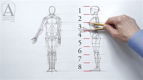 Human Figure Proportions Anatomy Master Class Human Figure Human Body Proportions Human