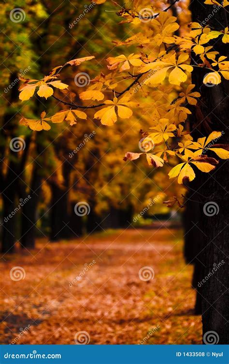 Autumn Alley Stock Photo Image Of Rusty Orange Fall 1433508