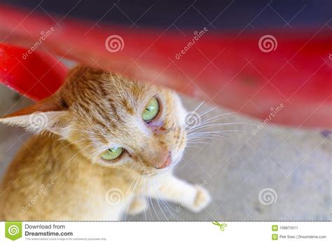 Ginger Cat Looking Upwards Stock Image Image Of Closeup 108873311