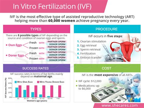 In Vitro Fertilization Ivf Shecares