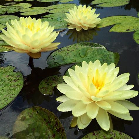 Water Lily Yellow Aquatic Plants Exotic Flora