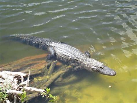 Where To See Alligators In The Wild In Florida 7 Top Spots