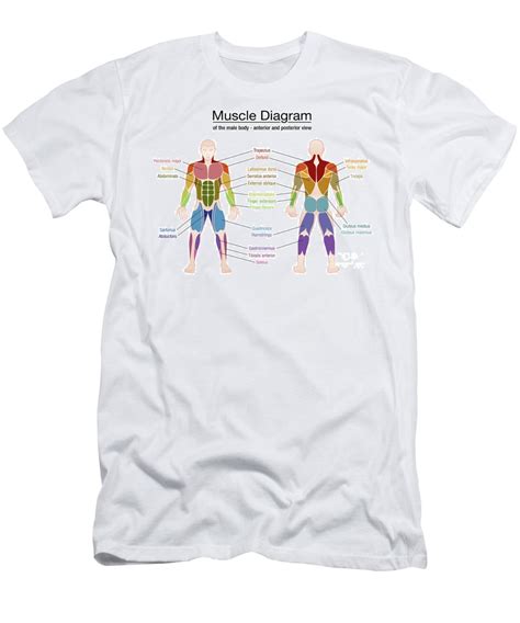 Muscle Diagram Male Body Names T Shirt By Peter Hermes Furian Pixels