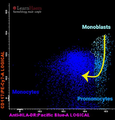 Normal Monocyte Maturation Learnhaem Haematology Made Simple