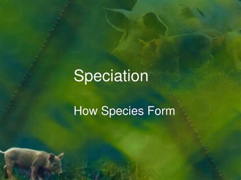 Ppt Speciation Powerpoint Presentation Free Download Id2353605
