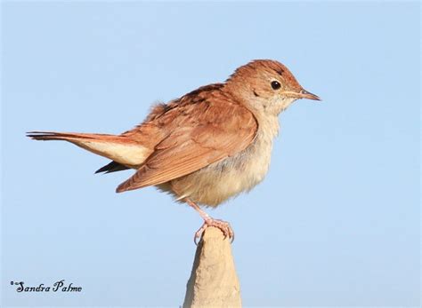 Nightingales Bird Photos By Sandra Palme