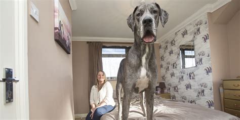 Meet Britains Biggest Dog Freddy The 7ft 4 Great Dane