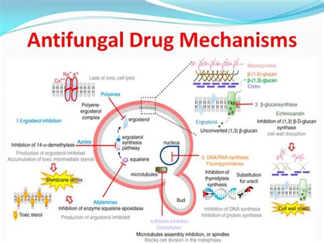 Mechanism Of Action Of Antifungal Drugs • Microbe Online