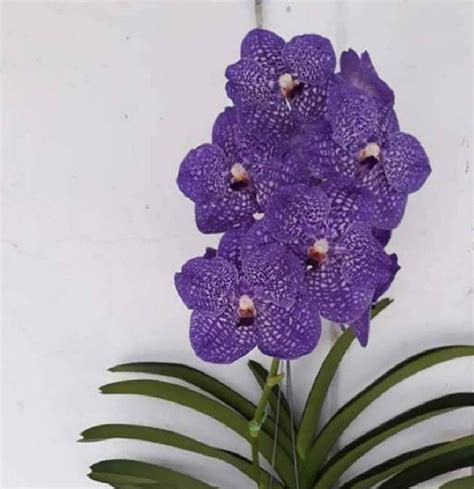Wholesale Dendrobiumoncidiumrhynchostylisvanda Hybrids Orchid Flask