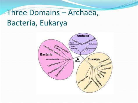 Archaea Structure Characteristics Domain Sciencing