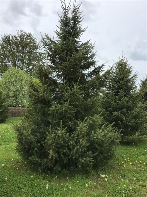Black Spruce Picea Mariana Conifers Cold Stream Farm