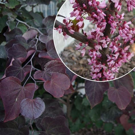 To assist blood irrigation (pain in hands and feet), to reduce eye tension. Cercis canadensis 'Forest Pansy' - Arbre de Judas