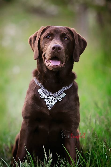 Chocolate Labrador Retriever Puppy Dog Erin Campbell Dog Photography