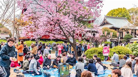 Hanami Cherry Blossoms Film Japaneseclassjp