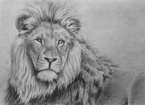 How To Draw A Lion Face And Body Tutorials For Beginners