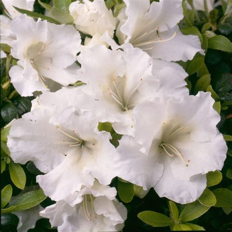 Buy Evergreen Azalea Rhododendron Pleasant White £1499 Delivery By Crocus