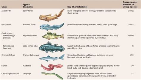 Table 202 Major Classes Of Fishes