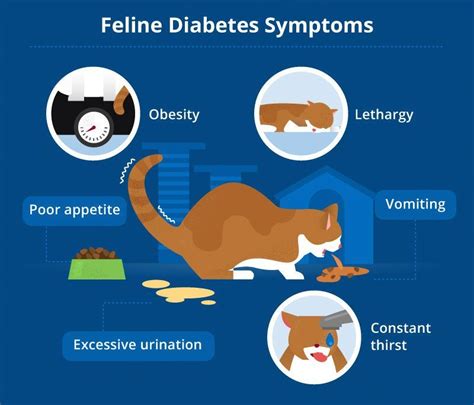 Symptoms Of Diabetes In Cats - http://pets-ok.com/symptoms-of-diabetes ...