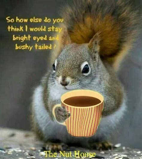Pin By Lydia Bryan On Joe Coffee Beans Funny Animal Quotes Squirrel