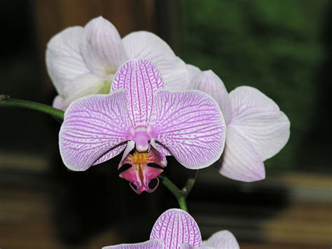 Phalaenopsis Pink Phalaenopsis Orchids