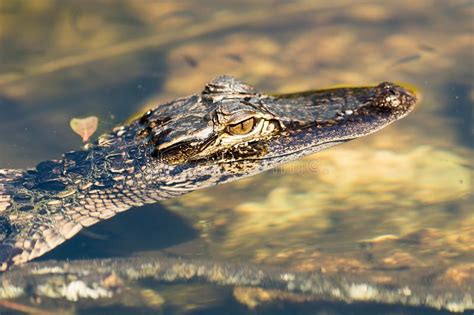 American Alligator Alligator Mississippiensis Stock Image - Image of ...
