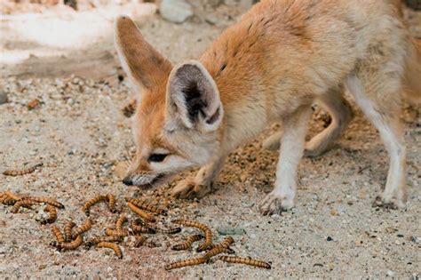 Foxes eat by using their sharp teeth and catching small animals. What does a fennec fox eat? Can they eat cat and dog food ...