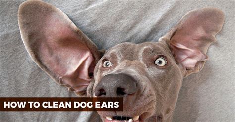 This is the type of gadget used to clean out a baby's nose. How to Clean Dog Ears