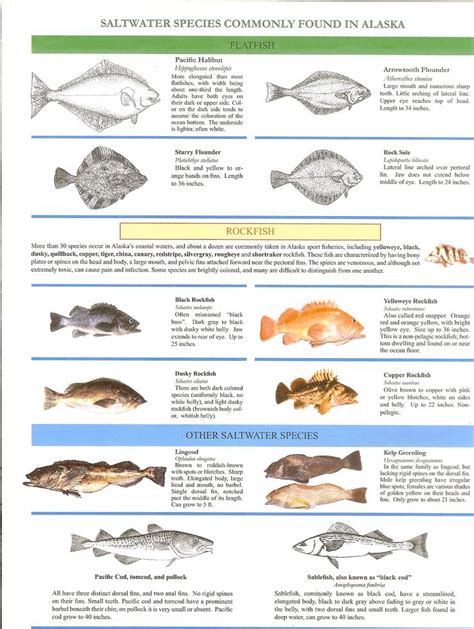 Pin On Fishing Identifications