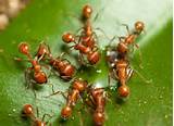 Are Red Ants Fire Ants Photos