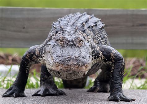 Alligator Walking Phil Lanoue Photography
