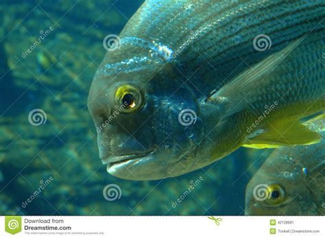Close Up Of Fish Head And Fins Stock Image Image Of Closeup Fishing