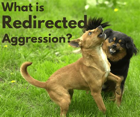 What Is Redirected Aggression In Dogs Pawsitive Connection